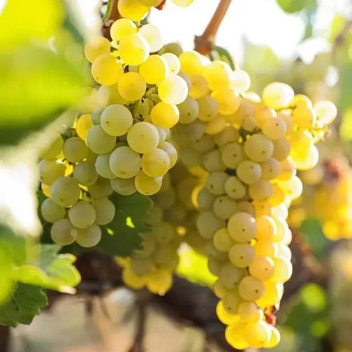 Vita de Vie -Muscat Ottonel