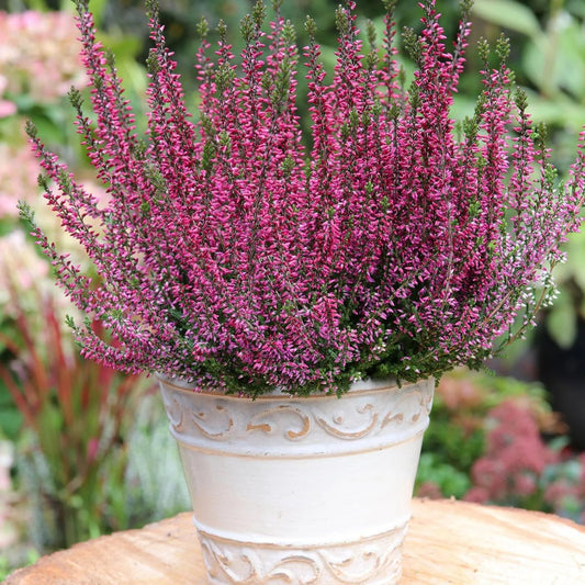 Calluna vulgaris
