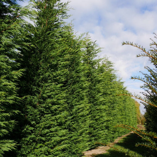 Chiparos Leylandii