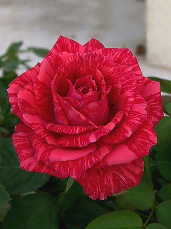 Trandafir Teahibrid Red Intuition