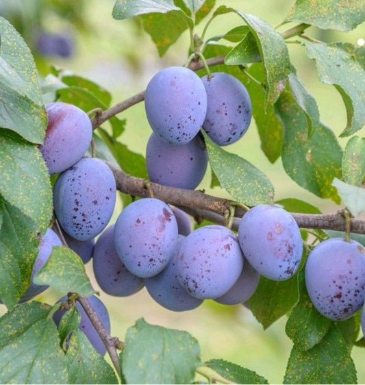 Pomi fructiferi-Prun Lepotica