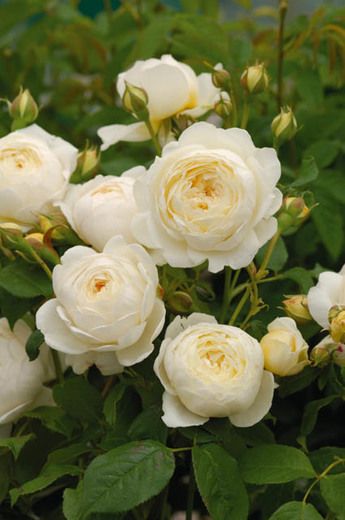 Trandafir Teahibrid David Austin