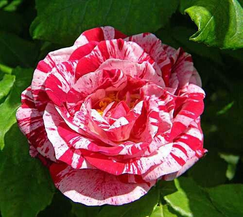 Trandafir Teahibrid Ferdinand Pichard