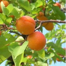 Pomi fructiferi-Cais C.M.B.U