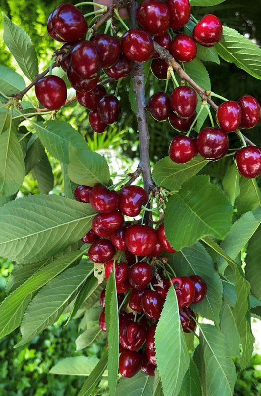 Pomi fructiferi-Cires Stella