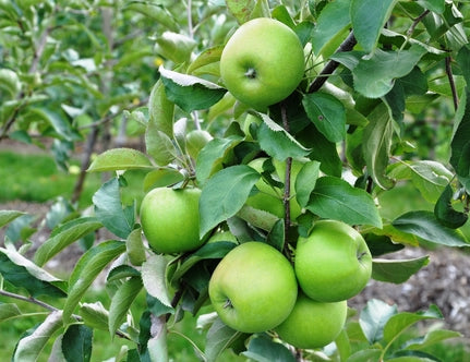 Pomi fructiferi- Mar Granny Smith