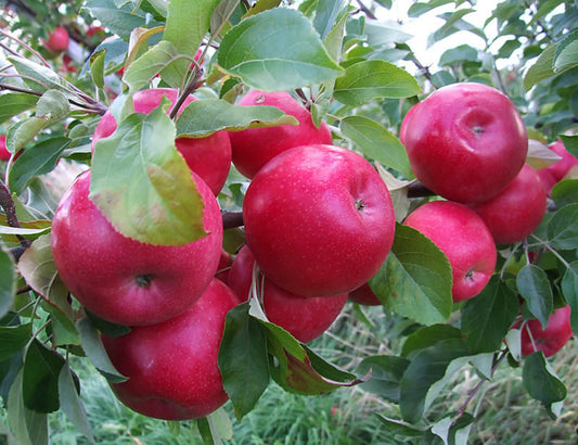 Pomi fructiferi-Mar Ida Red