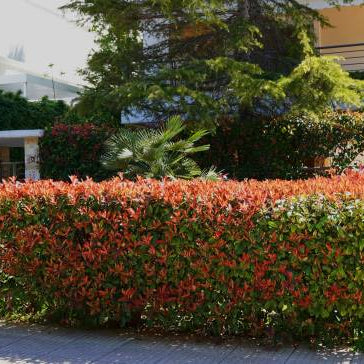 Photinia